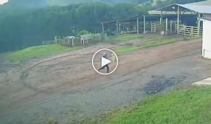 Reaction A dog chases a boar chasing its owner