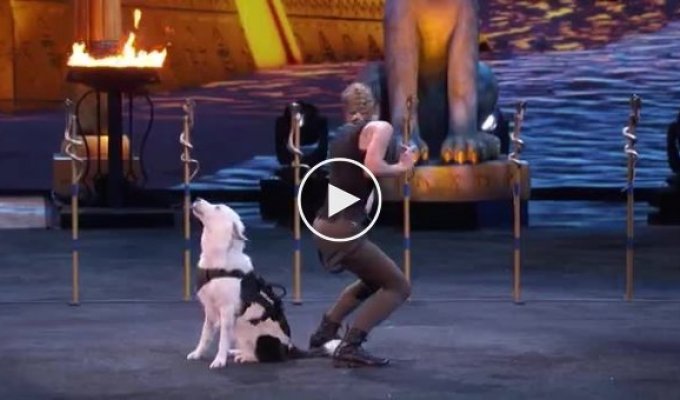 Талантливые собаки на шоу талантов