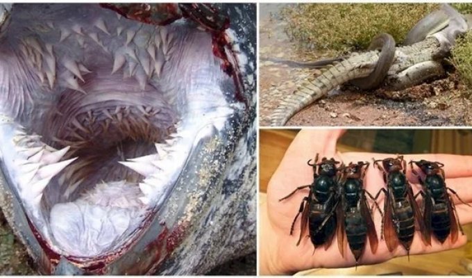 19 proofs that there is nothing scarier than nature (23 photos)