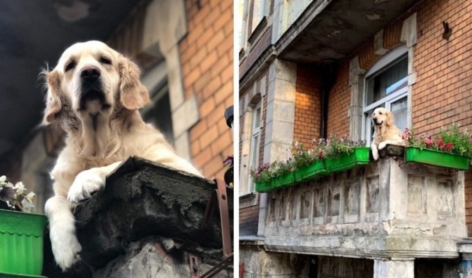 Милый пёс просто сидел на балконе, а стал главной достопримечательностью Гданьска (9 фото)