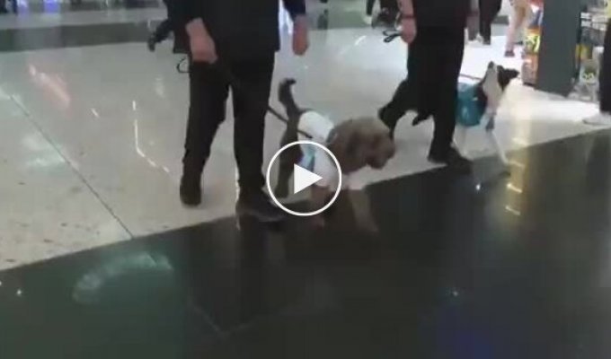 Therapy dogs appeared at Turkish airport