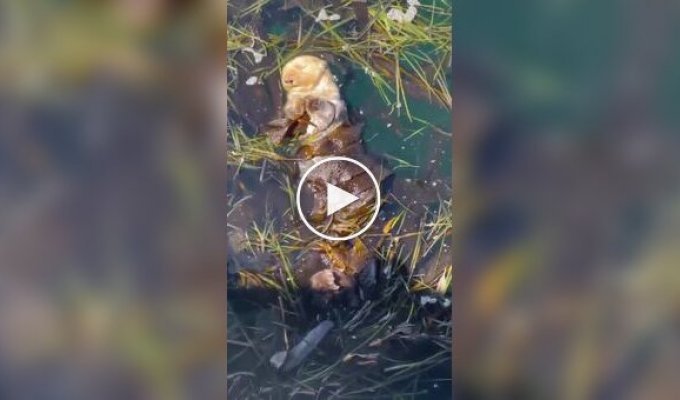 A sea otter resting in seaweed