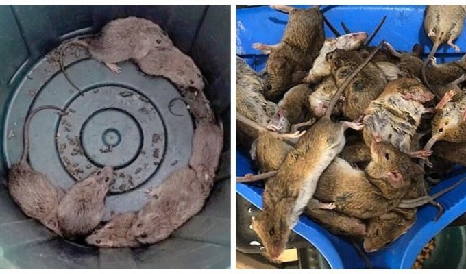 Автралийский город Карумба захватили крысы (2 фото + 1 видео)