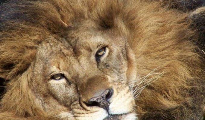 Как любовь льва спасла (7 фото)
