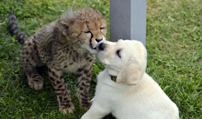 Relax! 10 Facts That Will Soothe and Delight You (11 photos)