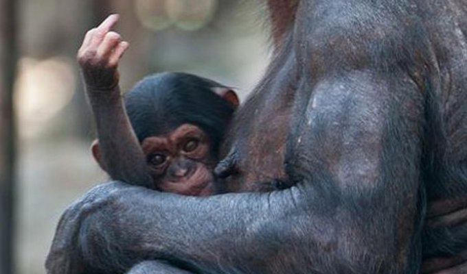 Животные показывают средний палец (24 фото)