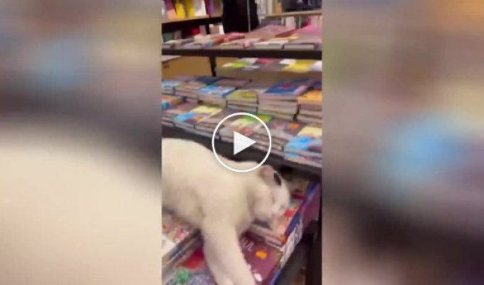 Кот не дает женщине взять книгу в магазине