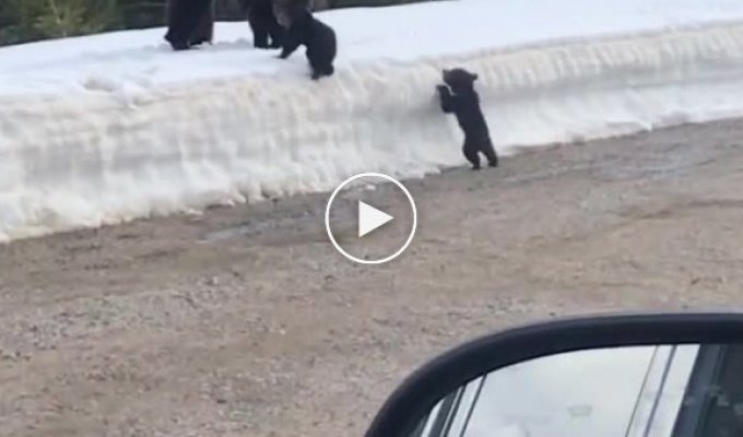 Медведица попыталась атаковать напугавших её детеныша туристов