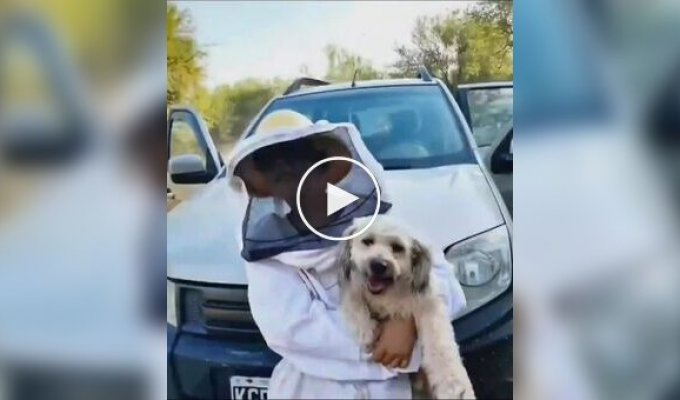 Beekeepers made a protective suit for their dog