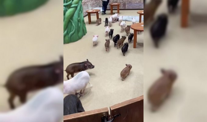 A new trend in Japan is a cafe where you can cuddle with pigs (4 photos + 1 video)