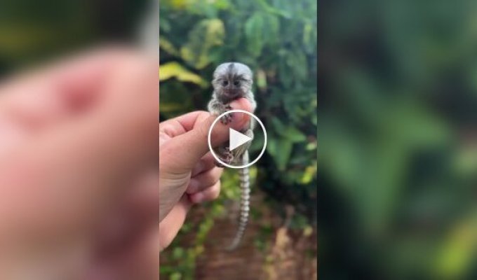 Как выглядит самая маленькая обезьянка в мире