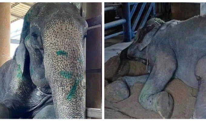 Після 80 років рабської праці слониха на ім'я Бабуся Сомбун нарешті знайшла спокій у притулку (5 фото + 1 відео)