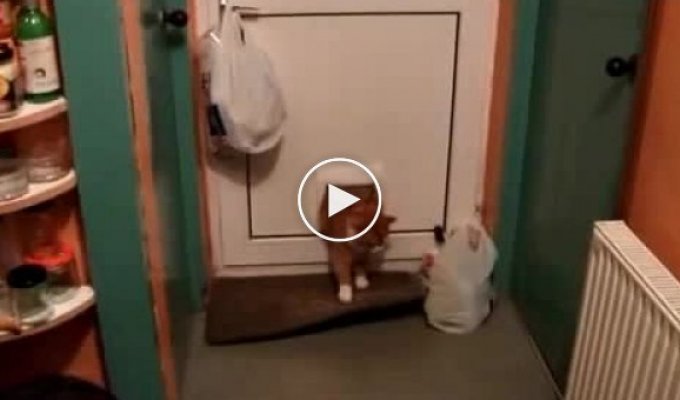 Толстый кот и дверь