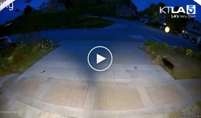 Dog fought off a pack of coyotes