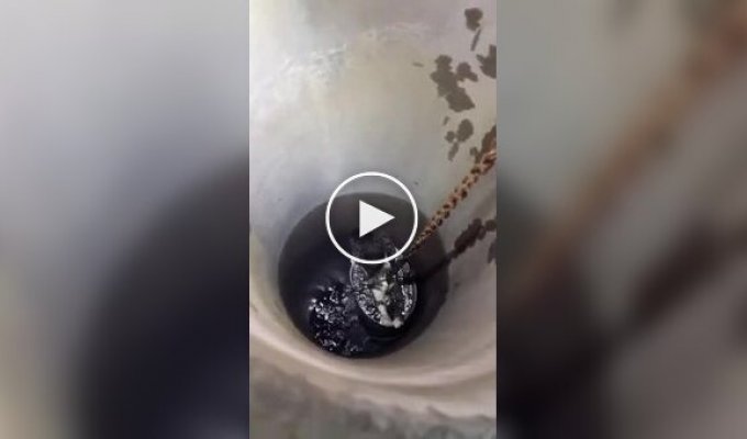 They saved a cat that fell into a well