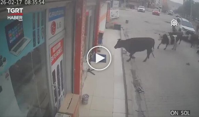 Коровы нагрянули в магазин бытовой техники в Турции