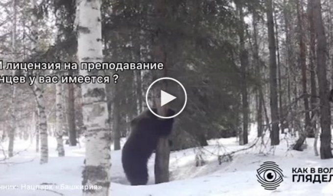 Соцсети посмеялись над медведем из Башкирии