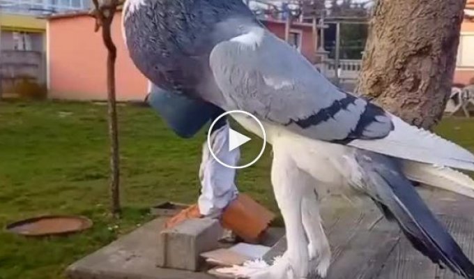 Британцы сняли на видео голубя-мутанта