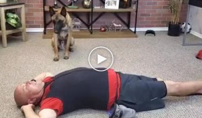 This dog knows how to give first aid better than some people
