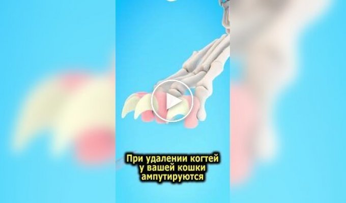 Последствия удаления когтей у кошек