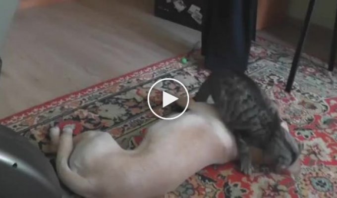 Наглый кот против собаки