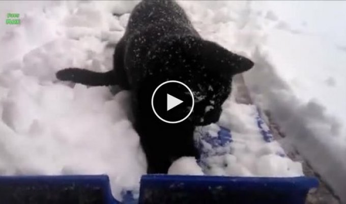 Кот играется со снегом