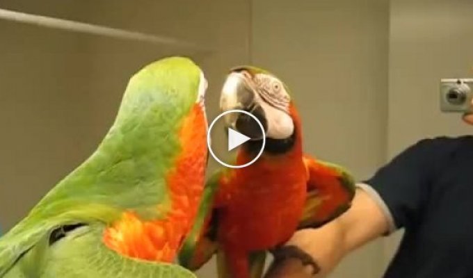 Попугай болтает со своим зеркальным другом