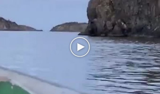 In Canada, a moose was filmed jumping from a cliff into the water