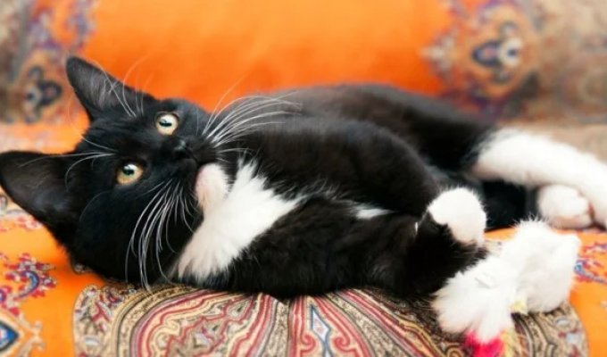 Why Are White Paws So Common in House Cats? (4 photos)