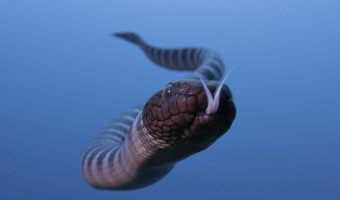 A sea snake whose venom is many times more powerful than that of a cobra (7 photos)