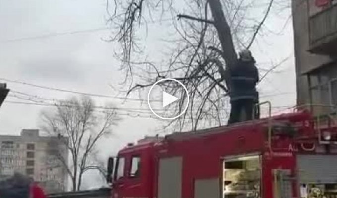 Горе-спасатели из Кривого Рога сняли кота на дереве струей воды
