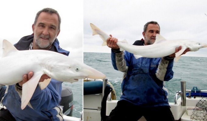 Мужчина поймал очень редкую белую акулу (2 фото)