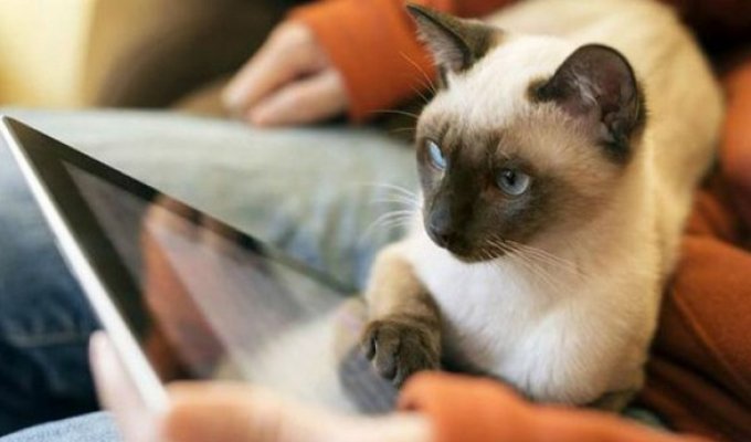 Интересные факты о сиамских кошках (14 фото)