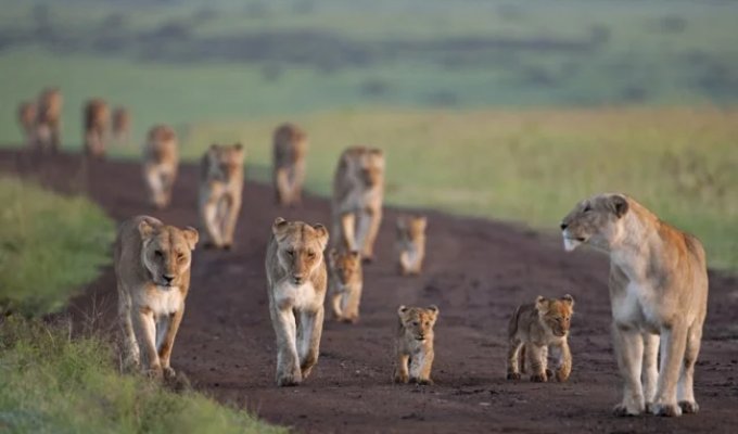 10 Animal Species Whose Population Has Halved in 40 Years Due to Human Mistakes (21 photos)