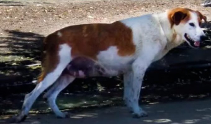 Собака-мама умирала на руках спасателя (3 фото + 1 видео)