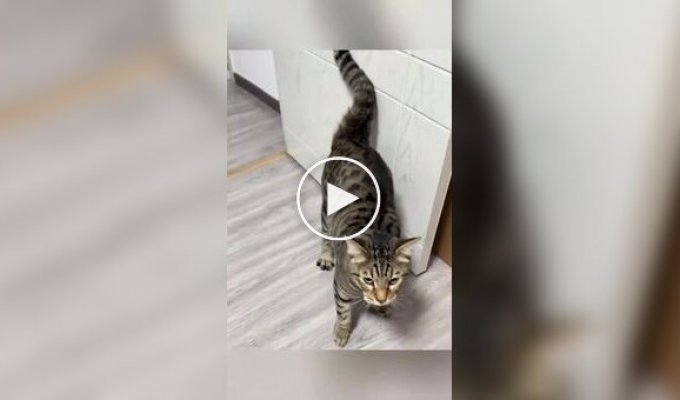 Из жизни котов