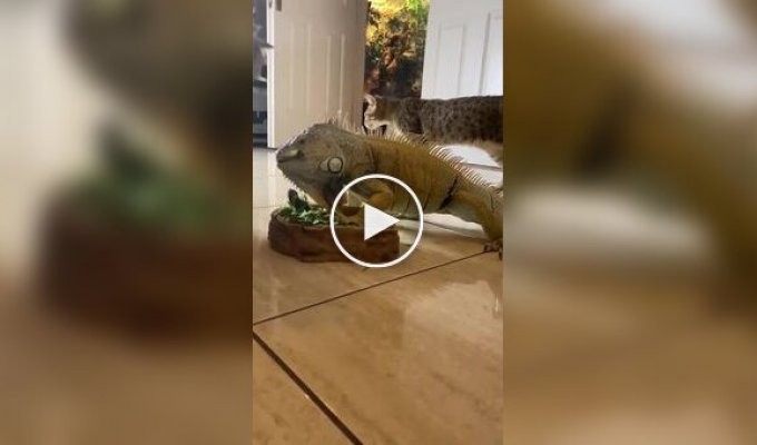Реакция кошек на игуану