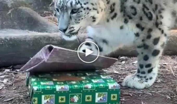 Snow leopard unpacking gifts