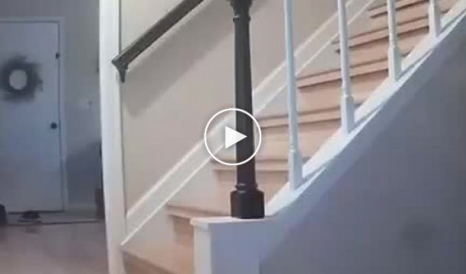Неосторожный пес свалился с лестницы