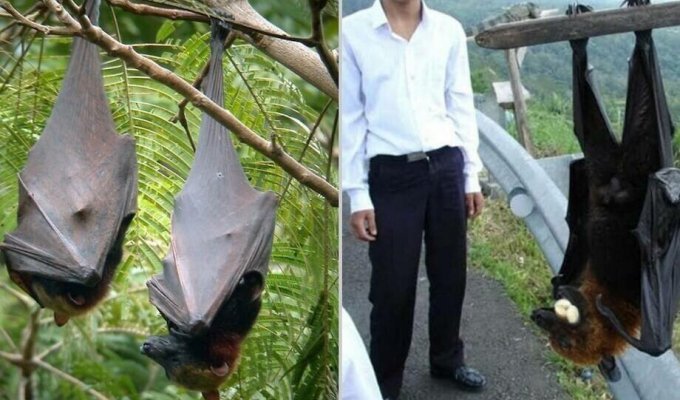 What the world's largest bat looks like (5 photos)