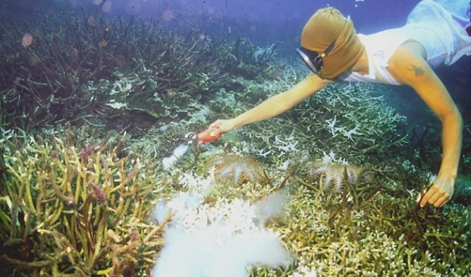 Цианидная рыбалка: самый бесчеловечный способ рыбной ловли (6 фото)