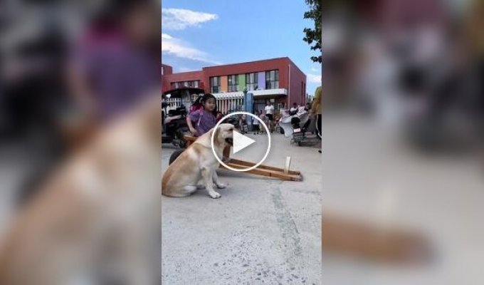 A dog picks up its owner from school