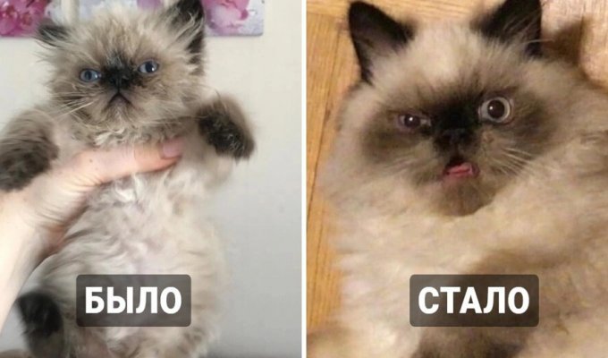 Netizens showed their cute kittens turned into furry bandits (18 photos)