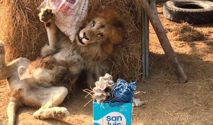 Спасенный лев пришел в бешеный восторг, когда ему вручили пасхальный подарок (4 фото)