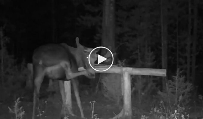 How a moose scratches its nose