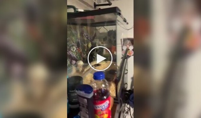 Пітон і щур несподівано «подружилися» і стали жити разом