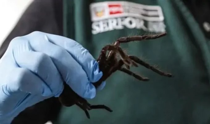 320 tarantulas on the body: a very brave smuggler was arrested in Peru (3 photos + 1 video)