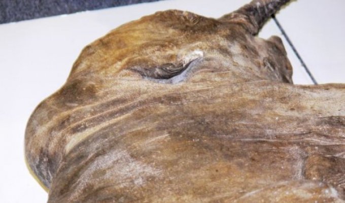 На Ямале был найден замороженный мамонтенок