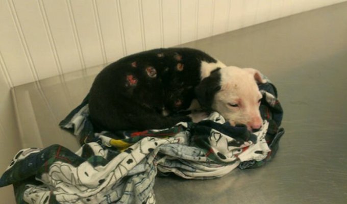 Щенок, едва выживший после пожара, вырос и стал пожарной собакой (13 фото)
