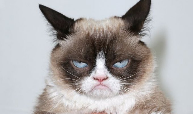 Суд над мемом принес хозяйке Grumpy Cat сотни тысяч долларов (2 фото)